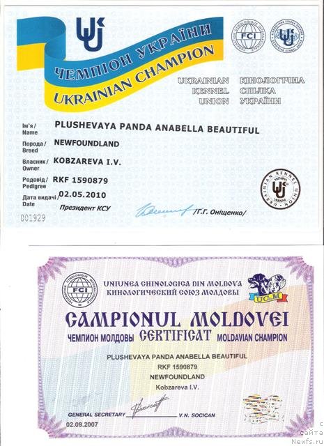 Фото: ньюфаундленд Plushevaya Panda Anabella Beautiful (Плюшевая Панда Анабелла Бьютифул)