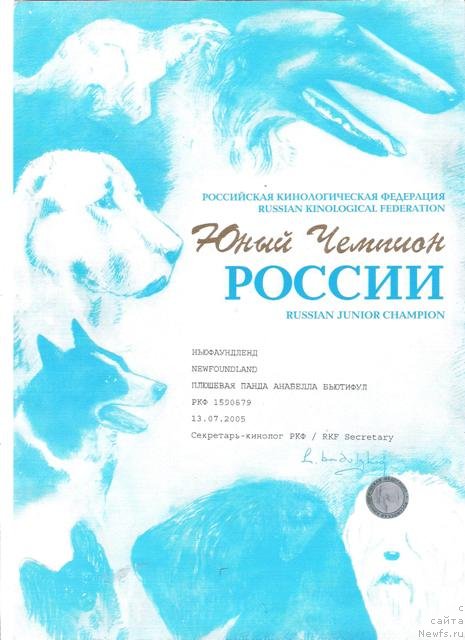 Фото: ньюфаундленд Plushevaya Panda Anabella Beautiful (Плюшевая Панда Анабелла Бьютифул)