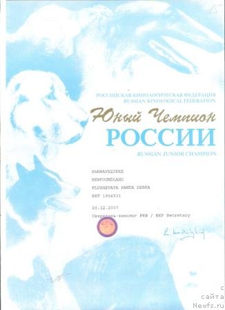 Фото: ньюфаундленд Plushevaya Panda Debra (Плюшевая Панда Дэбра)