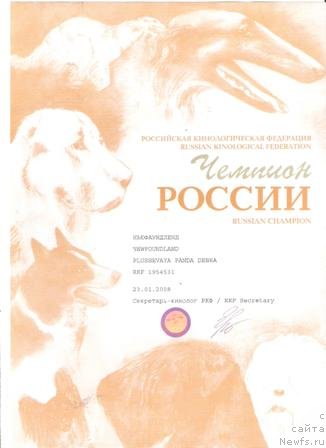 Фото: ньюфаундленд Plushevaya Panda Debra (Плюшевая Панда Дэбра)