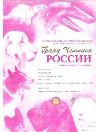 Фото: ньюфаундленд Plushevaya Panda Debra (Плюшевая Панда Дэбра)