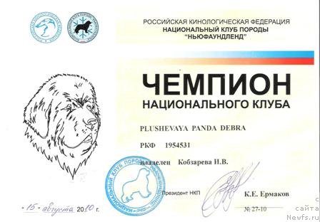 Фото: ньюфаундленд Plushevaya Panda Debra (Плюшевая Панда Дэбра)