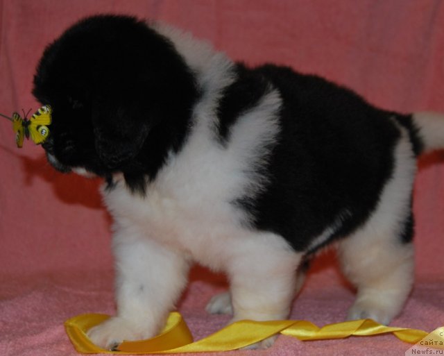 Фото: ньюфаундленд CHastichka Serdca ot Sibirskogo Medvedya (Частичка Сердца от Сибирского Медведя)