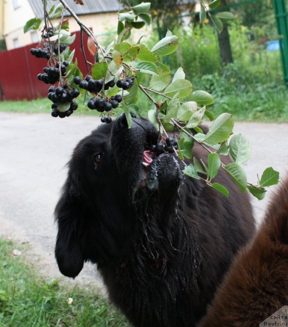 Фото: ньюфаундленд CHansi iz Zolotogo Treugol'nika (Чанси из Золотого Треугольника)