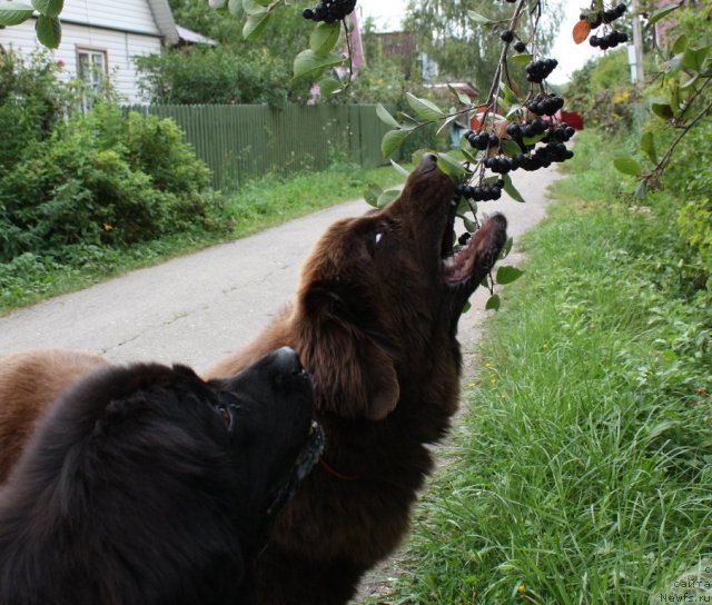 Фото: ньюфаундленд Chernyi Sharm Angel'skaya Krasota (Черный Шарм Ангельская Красота)