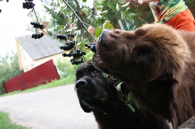 Фото: ньюфаундленд CHansi iz Zolotogo Treugol'nika (Чанси из Золотого Треугольника), ньюфаундленд Chernyi Sharm Angel'skaya Krasota (Черный Шарм Ангельская Красота)