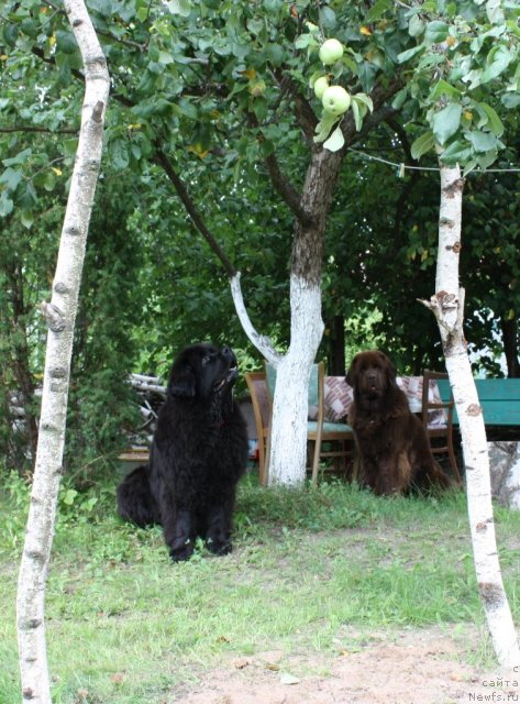 Фото: ньюфаундленд CHansi iz Zolotogo Treugol'nika (Чанси из Золотого Треугольника)
