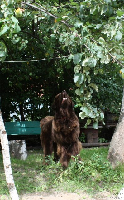 Фото: ньюфаундленд Chernyi Sharm Angel'skaya Krasota (Черный Шарм Ангельская Красота)