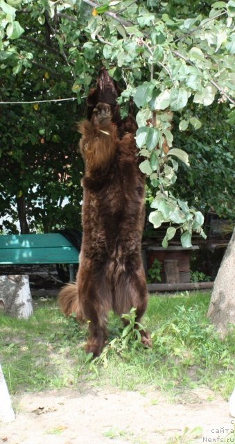 Фото: ньюфаундленд Chernyi Sharm Angel'skaya Krasota (Черный Шарм Ангельская Красота)
