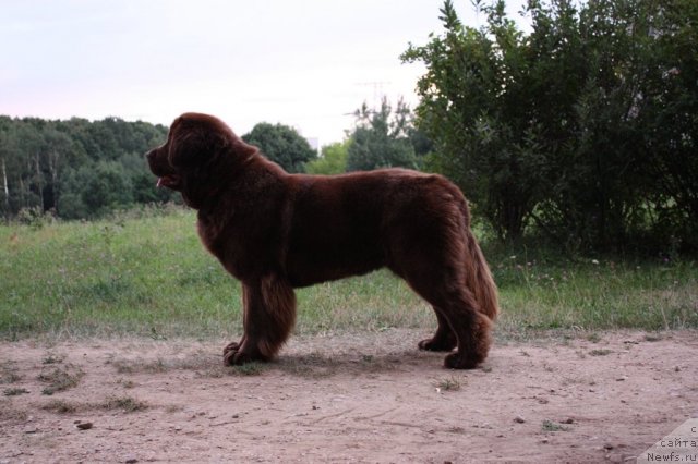 Фото: ньюфаундленд Chernyi Sharm Angel'skaya Krasota (Черный Шарм Ангельская Красота)