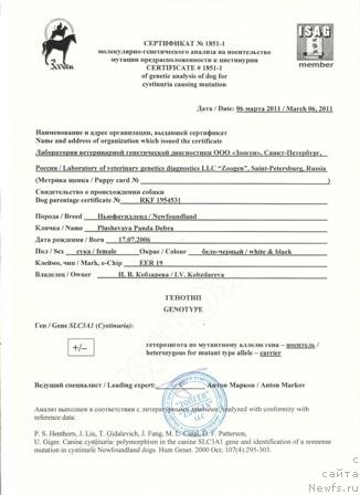 Фото: ньюфаундленд Plushevaya Panda Debra (Плюшевая Панда Дэбра)