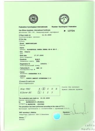 Фото: ньюфаундленд Plushevaya Panda Debra (Плюшевая Панда Дэбра)