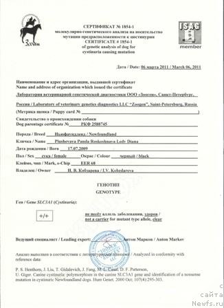 Фото: ньюфаундленд Plushevaya Panda Roskoshnaya Lady Diana (Плюшевая Панда Роскошная Леди Диана)