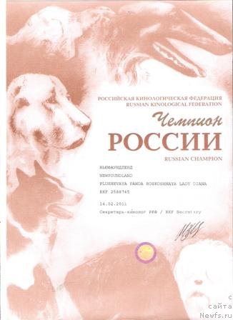 Фото: ньюфаундленд Plushevaya Panda Roskoshnaya Lady Diana (Плюшевая Панда Роскошная Леди Диана)