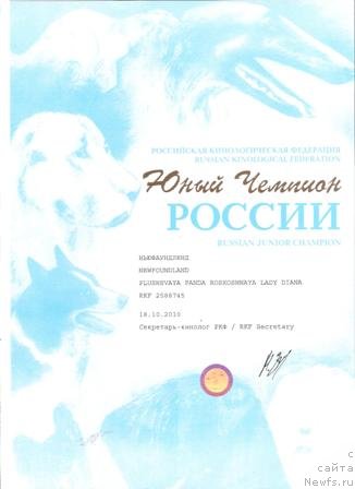 Фото: ньюфаундленд Plushevaya Panda Roskoshnaya Lady Diana (Плюшевая Панда Роскошная Леди Диана)