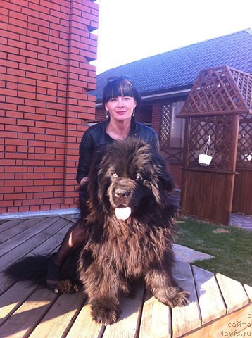 Фото: ньюфаундленд CHernyiy SHarm Alessandro (Черный Шарм Алессандро)