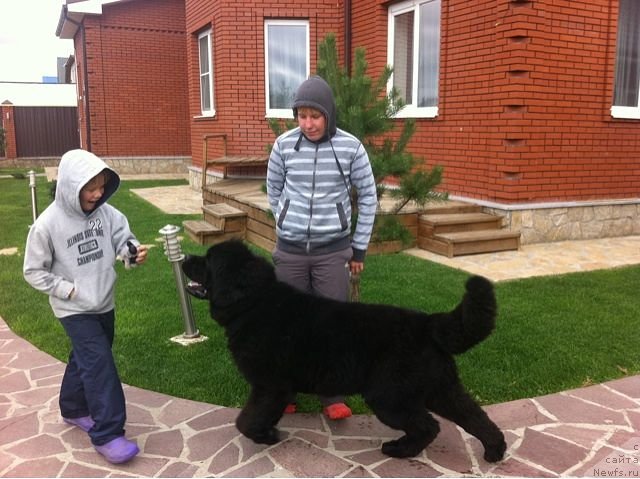 Фото: ньюфаундленд CHernyiy SHarm Alessandro (Черный Шарм Алессандро)