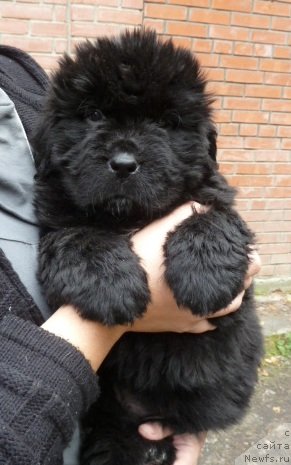 Фото: ньюфаундленд Super Premium Invisible (Супер Премиум Инвисибл)