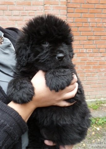 Фото: ньюфаундленд Super Premium Invisible (Супер Премиум Инвисибл)