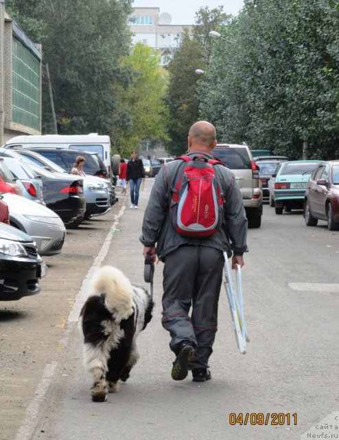 Фото: ньюфаундленд Super Bizon Ekaterinburg (Супер Бизон Екатеринбург), Aleksey Nistratov (Алексей Нистратов)
