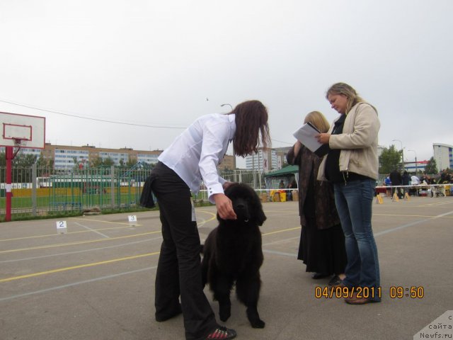 Фото: ньюфаундленд Very Fairweathers X'Got The Rhythm