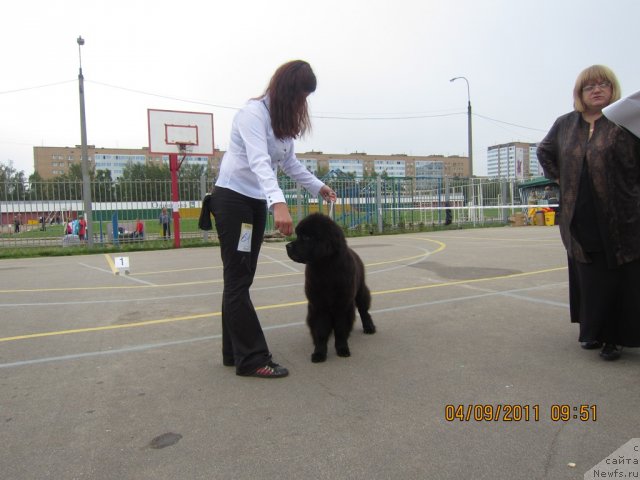 Фото: ньюфаундленд Very Fairweathers X'Got The Rhythm