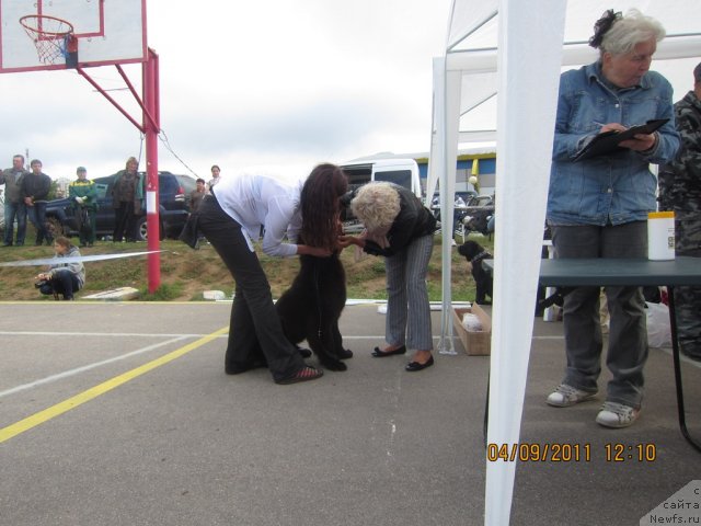 Фото: ньюфаундленд Very Fairweathers X'Got The Rhythm