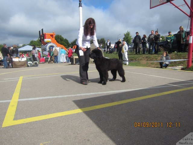 Фото: ньюфаундленд Very Fairweathers X'Got The Rhythm