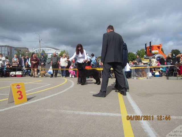 Фото: ньюфаундленд Very Fairweathers X'Got The Rhythm