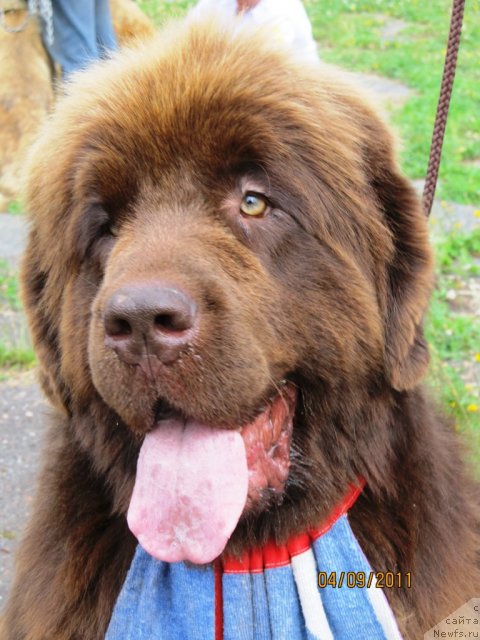 Фото: ньюфаундленд Barhatka Roskoshnaya (Бархатка Роскошная)