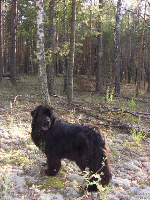 Фото: ньюфаундленд Akin Soul Sofiya (Акин Соул София)