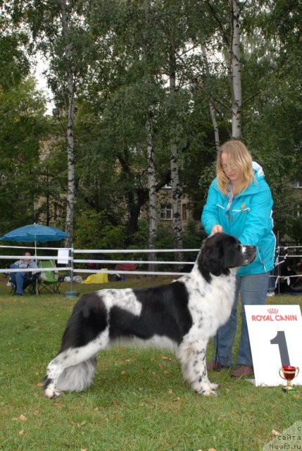 Фото: ньюфаундленд Sent Djons Faberge Collection (Сент Джонс Фаберже Коллекшен)
