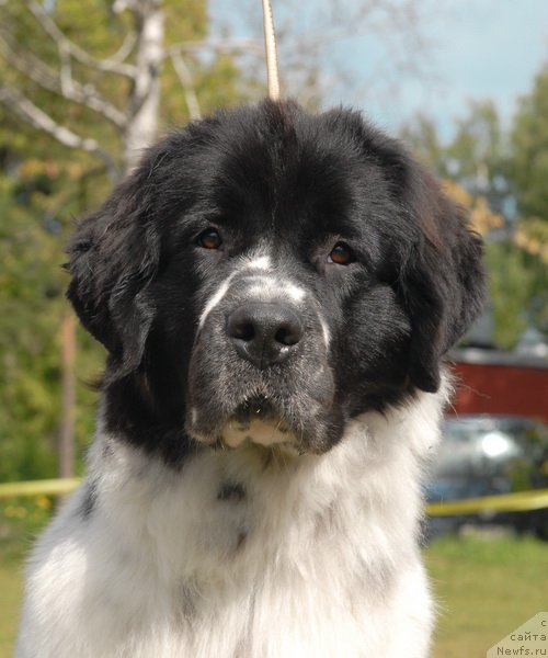 Фотография № 76390