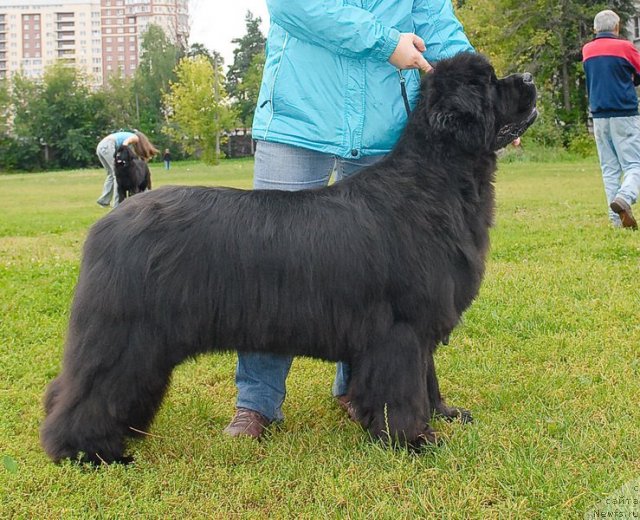 Фото: ньюфаундленд Sent Djons Rose for Me (Сент Джонс Роуз фо Ми)