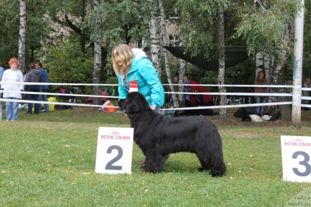 Фото: ньюфаундленд Sent Djons Rose for Me (Сент Джонс Роуз фо Ми)