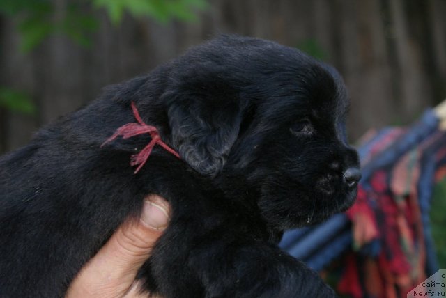 Фото: ньюфаундленд YUnita Barhatnaya noch' (Юнита Бархатная ночь)