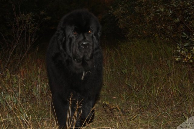 Фото: ньюфаундленд Fortuna of Giant's Island