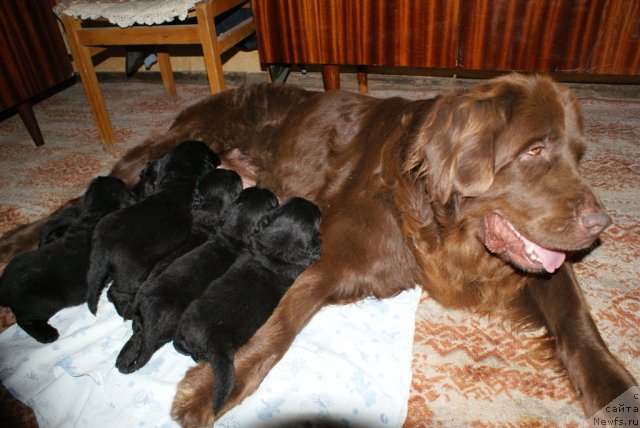 Фото: ньюфаундленд Garmoniya (Гармония)