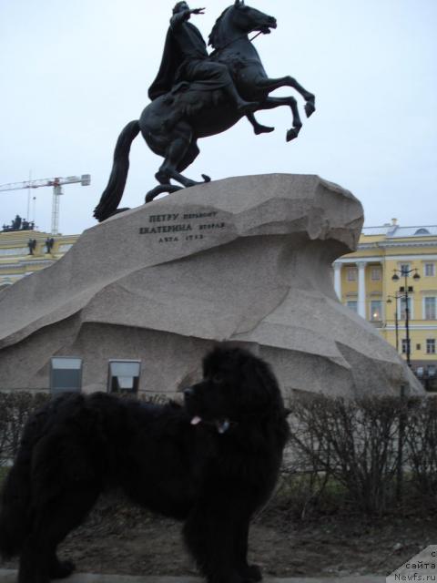 Фото: ньюфаундленд Talula Bell (Талула Белл)