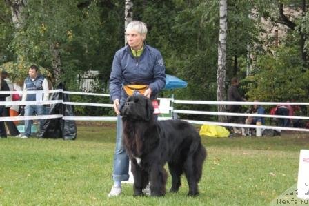 Фото: Nina Bazulina (Нина Базулина), ньюфаундленд Restayling From SHipmyen (Рестайлинг Фром Шипмэн)