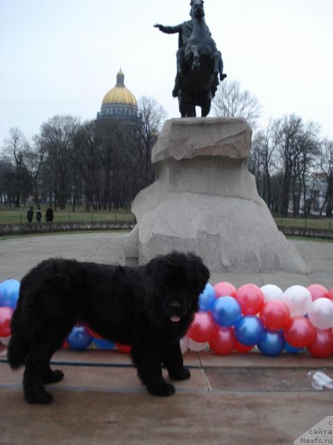 Фото: ньюфаундленд Talula Bell (Талула Белл)