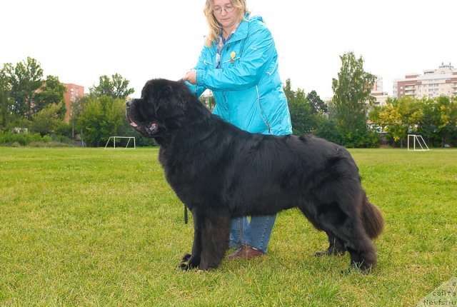 Фото: ньюфаундленд Kloofbears My Dream for Sent Djons