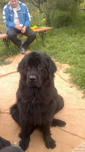 Фото: ньюфаундленд Super Bizon Deka (Супер Бизон Дека)