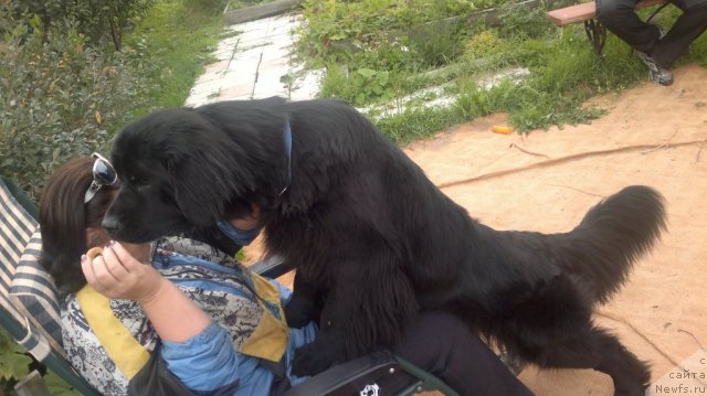 Фото: ньюфаундленд Super Bizon Deka (Супер Бизон Дека)