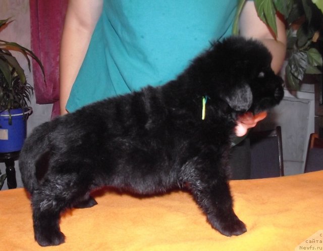 Фото: ньюфаундленд Koketka ot CHannel iz Medvej'ego YAra (Кокетка от Чаннел из Медвежьего Яра), ньюфаундленд Ar'e CHernaya Sensaciya Parmyi (Арье Черная Сенсация Пармы), Natal'ya Gostyuhina (Наталья Гостюхина)