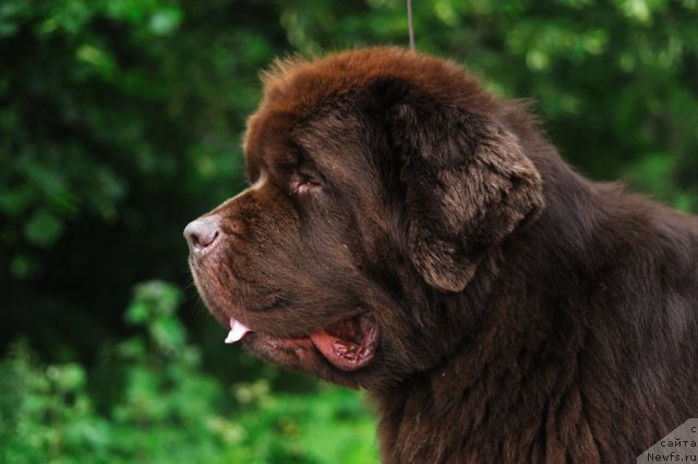 Фото: ньюфаундленд Aetna vom Riesrand (Aetna vom Riesrand)