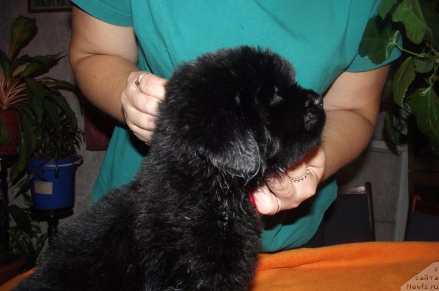 Фото: ньюфаундленд Koketka ot CHannel iz Medvej'ego YAra (Кокетка от Чаннел из Медвежьего Яра), ньюфаундленд Antoniya Jemchujina Kamvyi (Антония Жемчужина Камвы), Natal'ya Gostyuhina (Наталья Гостюхина)