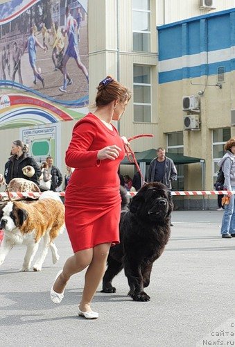 Фото: ньюфаундленд Arh B'yuti Odri Vol'naya Ptica (Арх Бьюти Одри Вольная Птица), Viktoriya Fedorova (Виктория Федорова)