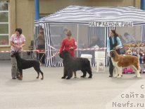 Фото: Viktoriya Fedorova (Виктория Федорова), ньюфаундленд Arh B'yuti Odri Vol'naya Ptica (Арх Бьюти Одри Вольная Птица)