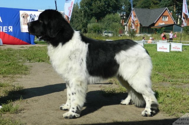 Фото: ньюфаундленд Rosa Mollis Baby Scratch My Back